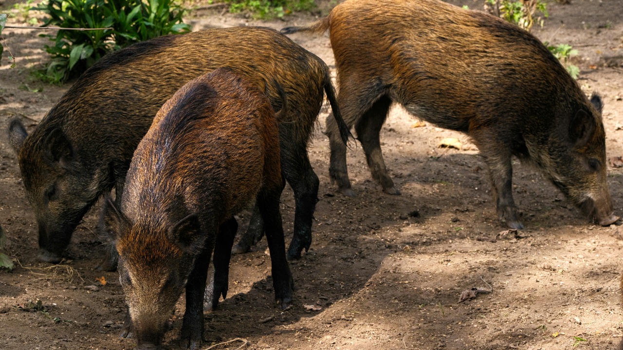 haberdoedas/Unsplash