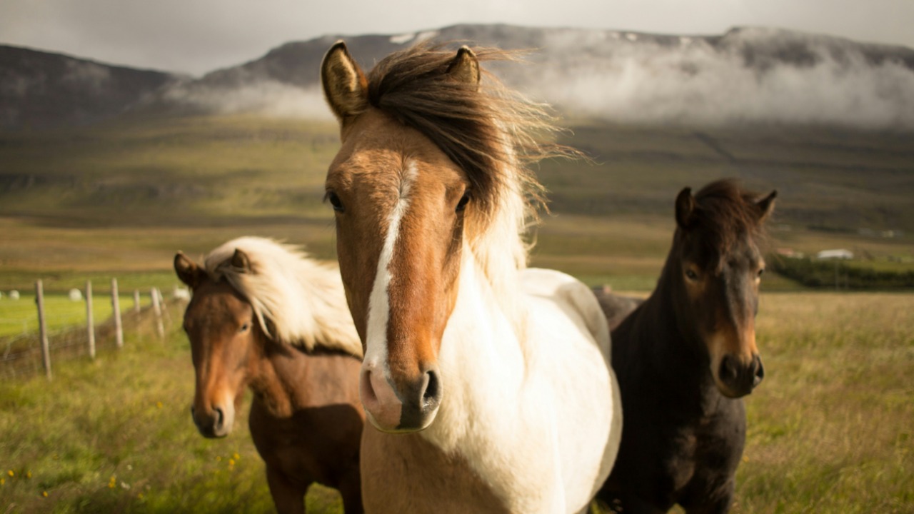 fabuchao/Unsplash