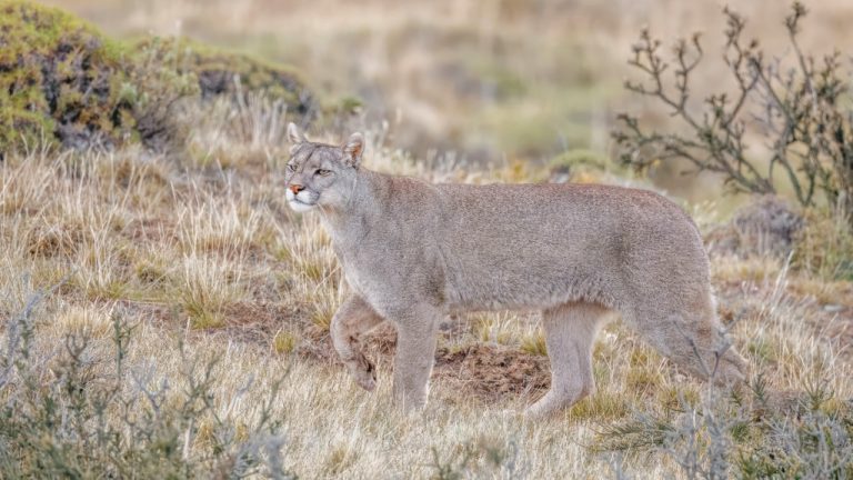 Image Credit: Charles J. Sharp - CC BY-SA 4.0/Wiki Commons