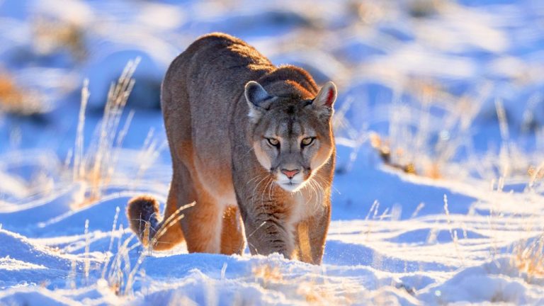 Ondrej Prosicky/Shutterstock.com