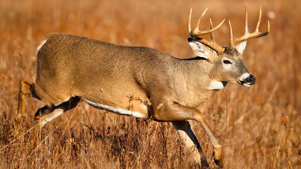 Paul Tessier/Shutterstock.com