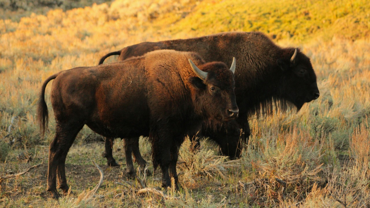 Brianna Eisman/Pexels