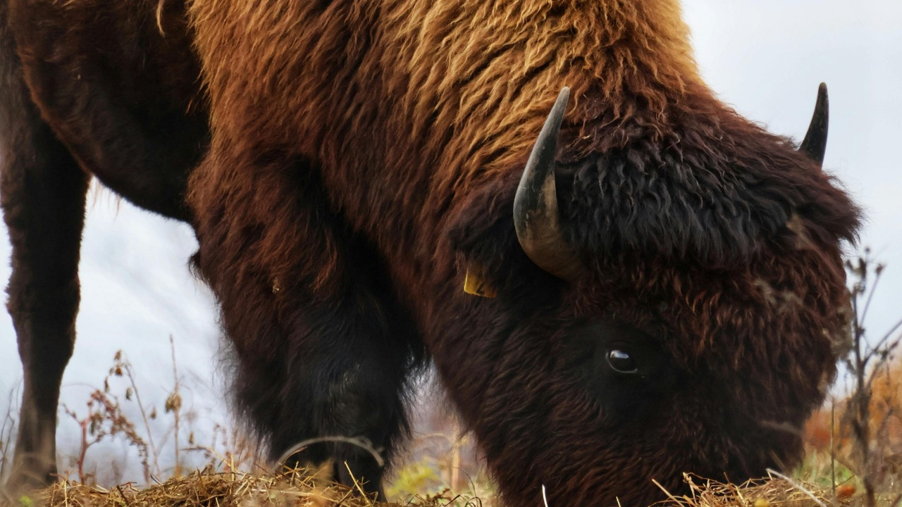 Ramakanth Chilekampalli/Pexels