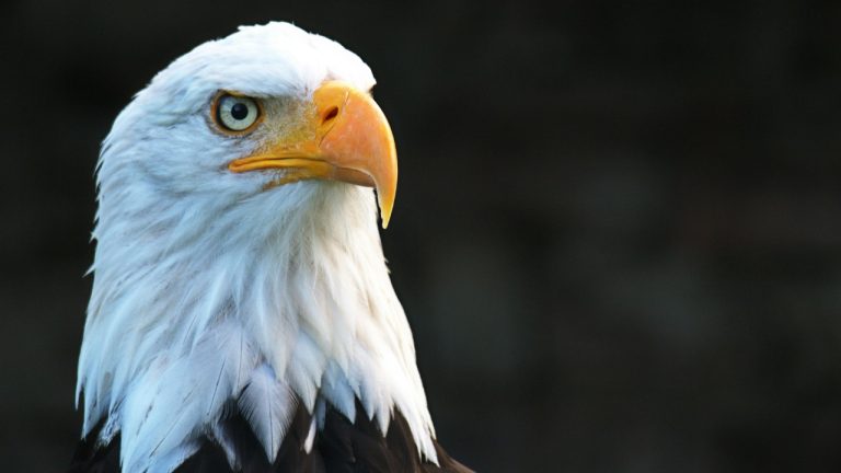 Andreas Barth/Pexels