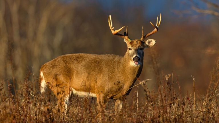 Where experienced hunters aim for clean, ethical deer kills