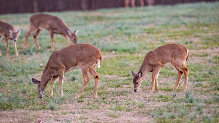 Why some hunters consistently see deer while others don’t