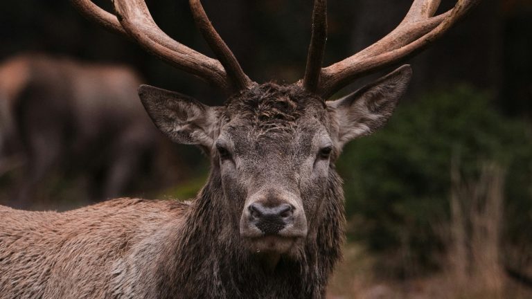 timschmidbauer/Unsplash