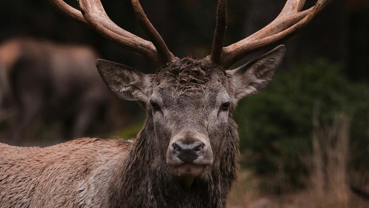 timschmidbauer/Unsplash