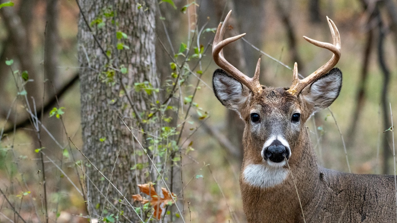 Andrew Patrick Photo/Pexels