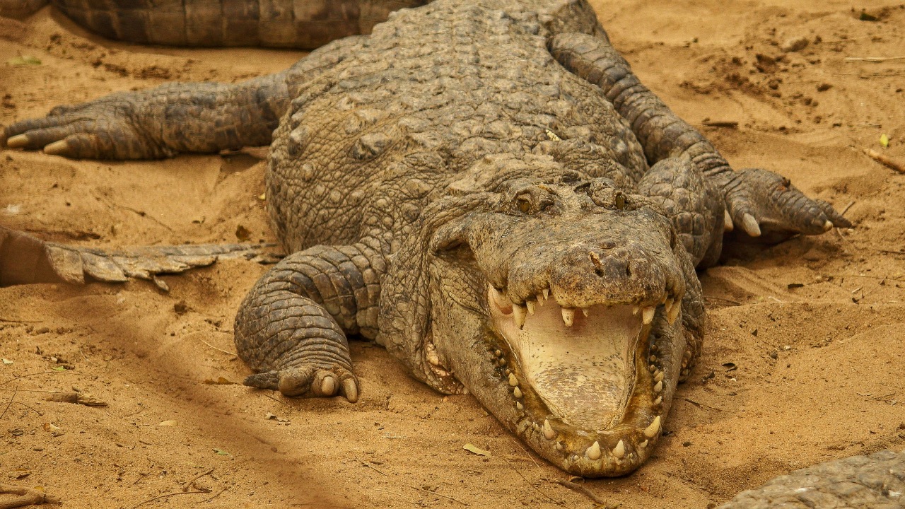 ankur_dutta/Unsplash