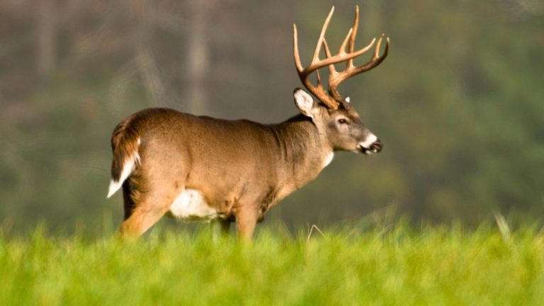 Tony Campbell/Shutterstock.com