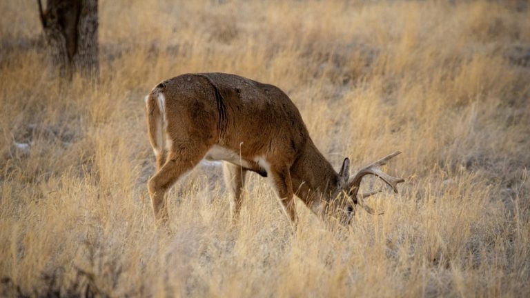 brandonstoll/Unsplash