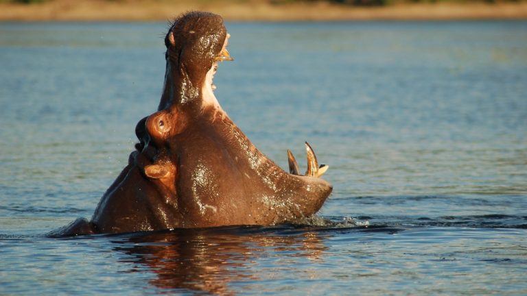 Image Credit: Joachim Huber from Switzerland - CC BY-SA 2.0/Wiki Commons