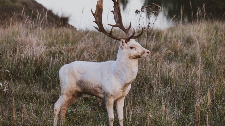 Vladimir Srajber/Pexels