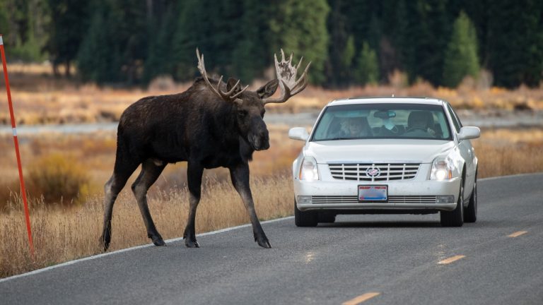 Image Credit: Eric Kilby - CC BY-SA 2.0/Wiki Commons