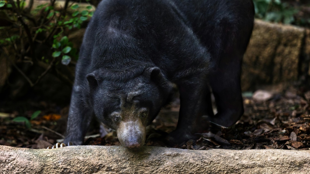 Thiago Oliveira/Pexels