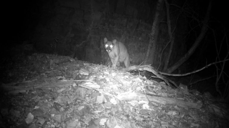 Image Credit: USFWS Mountain Prairie - Public domain/Wiki Commons