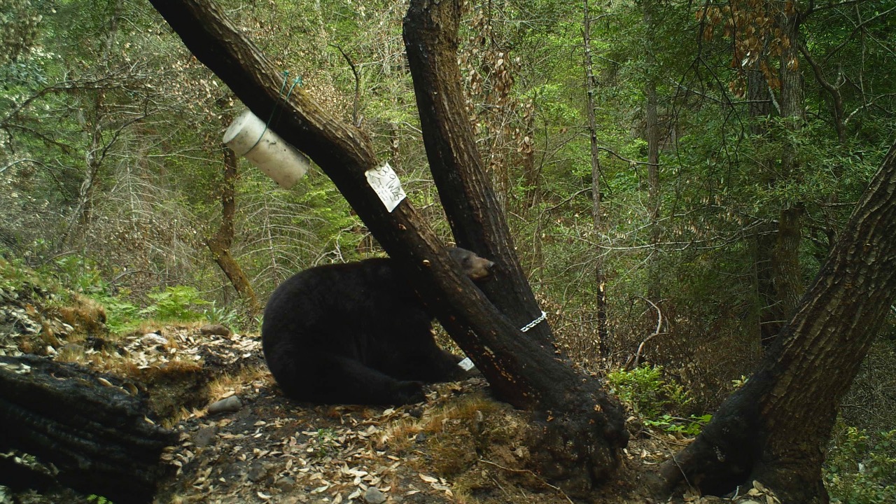 Image Credit: Bureau of Land Management Oregon and Washington - Public domain/Wiki Commons