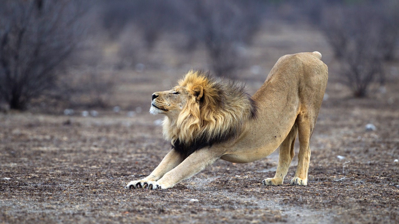 Image Credit: Yathin S Krishnappa - CC BY-SA 3.0/Wiki Commons