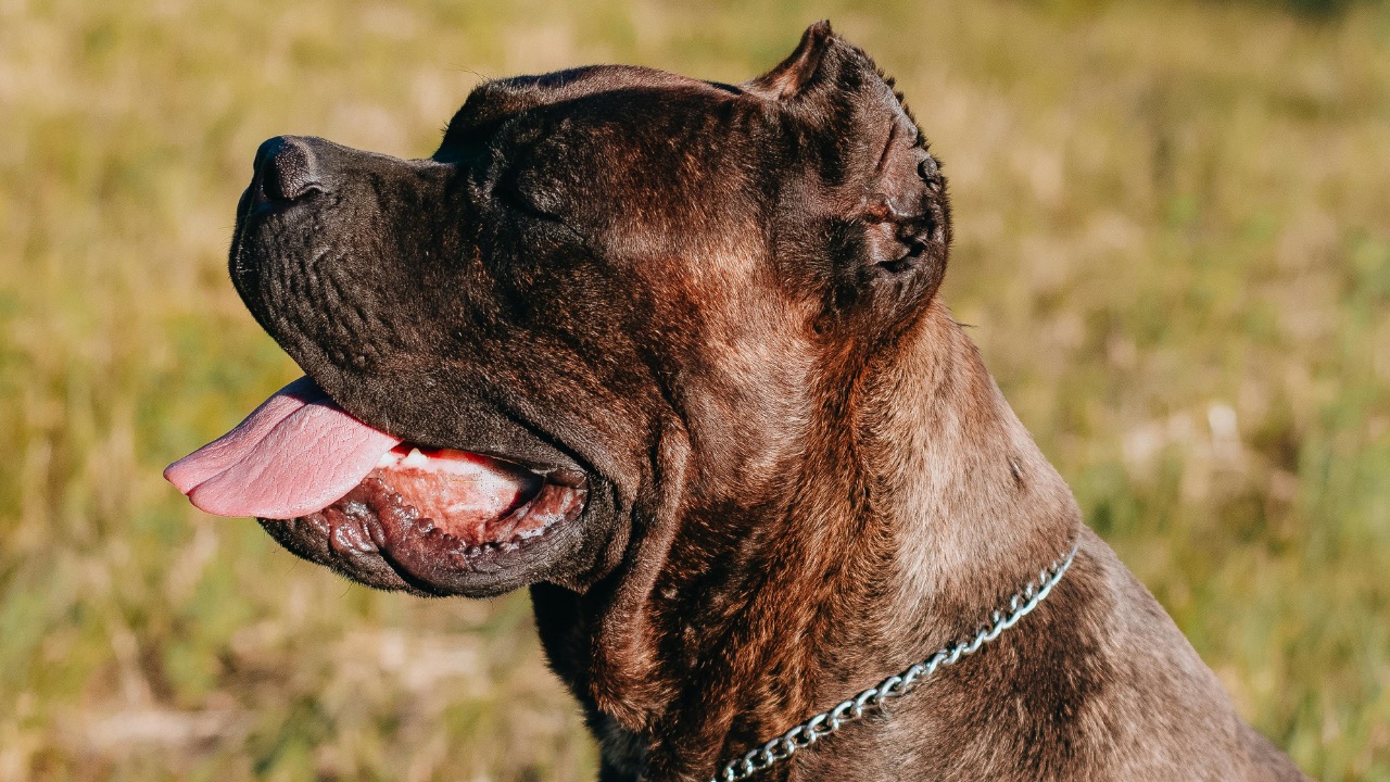 ROCCO STOPPOLONI/Pexels