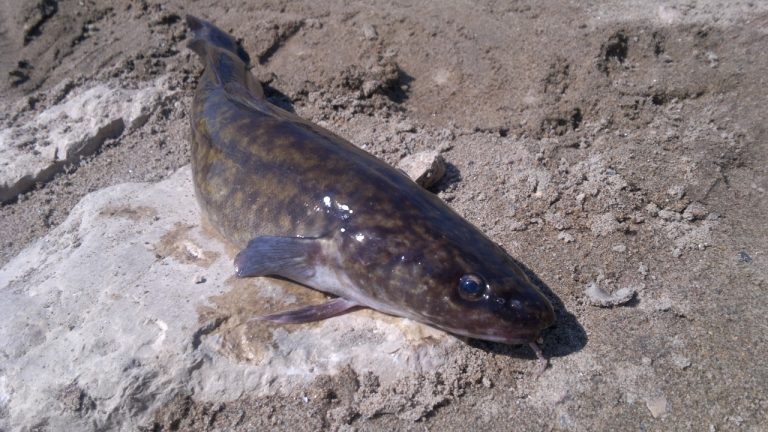 Image Credit: Krüger - Public domain/Wiki Commons