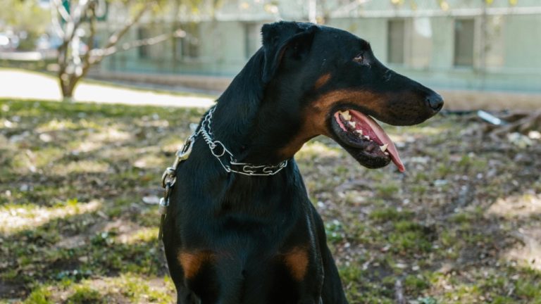 RDNE Stock project/Pexels