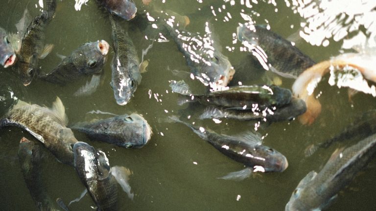 Alexey Demidov/Pexels