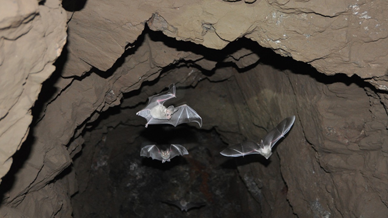 Image Credit: NPS - Public domain/Wiki Commons