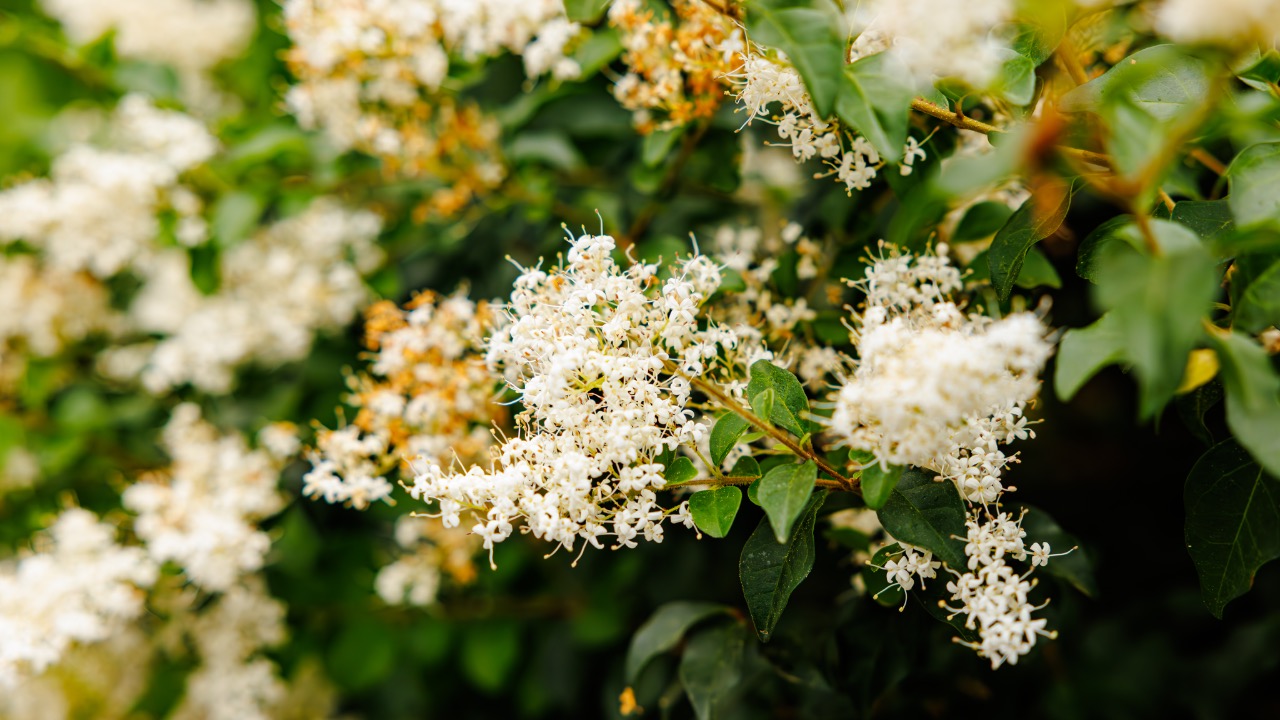 Image Credit: Dinkun Chen - CC BY-SA 4.0/Wiki Commons