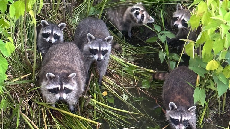 Image Credit: Star Mississippi - CC BY-SA 4.0/Wiki Commons