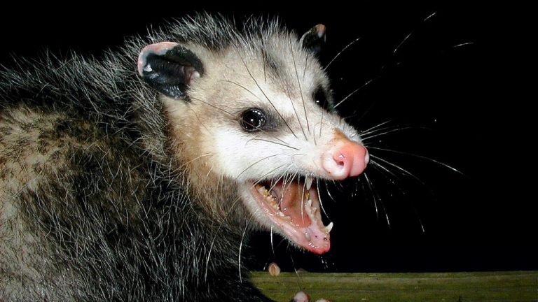 Image Credit: User PiccoloNamek on en.wikipedia - CC BY-SA 3.0/Wiki Commons