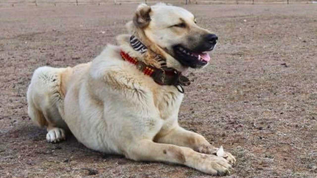 Image Credit: Kangalshepherddog - CC BY-SA 4.0/Wiki Commons