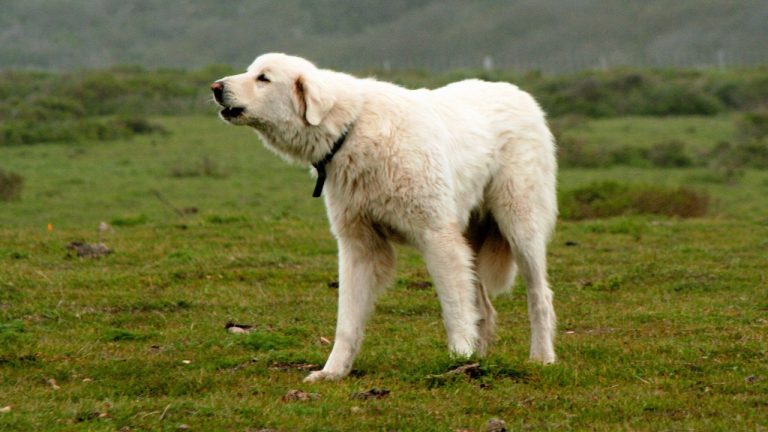 Image Credit: Teddy Llovet - CC BY 2.0/Wiki Commons