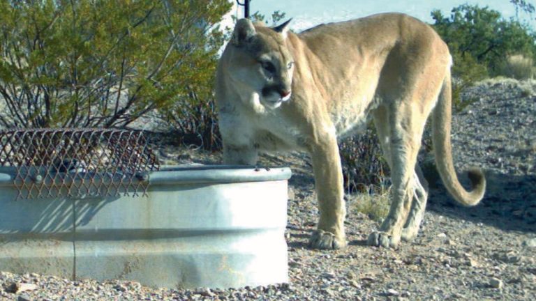 Image Credit: U.S. Fish and Wildlife Service – Public domain/Wiki Commons