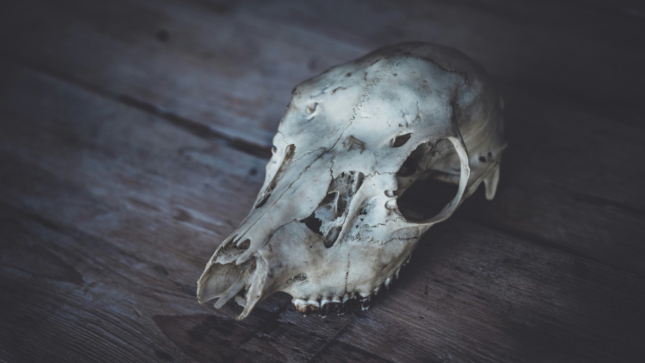 anniespratt/Unsplash