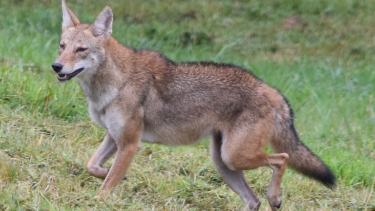 Image Credit: Christina Butler from Georgia, United States - CC BY 2.0/Wiki Commons