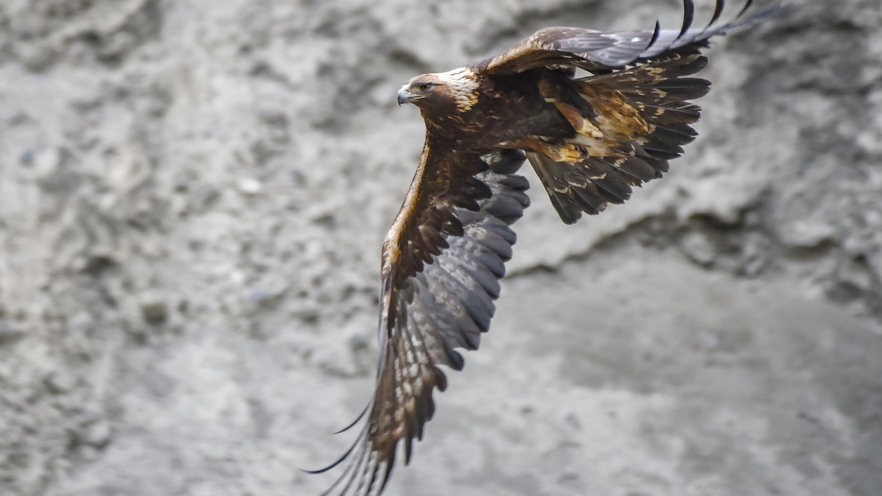 Image Credit: Birds of Gilgit-Baltistan from Aliabad, Hunza, Pakistan - CC BY-SA 2.0/Wiki Commons