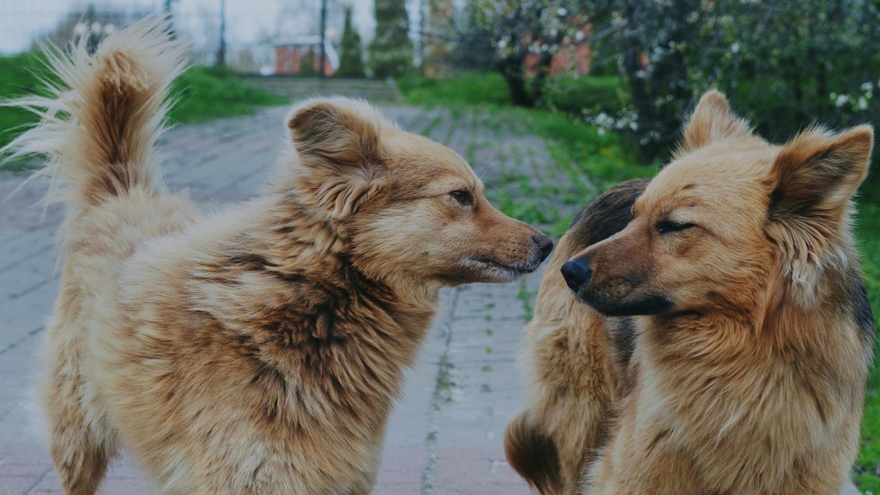 Darya Grey_Owl/Pexels
