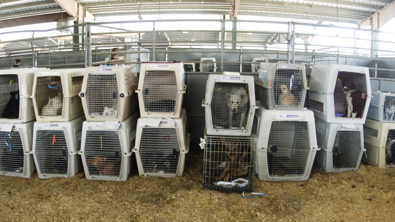 Image Credit: Liz Roll - Public domain/Wiki Commons