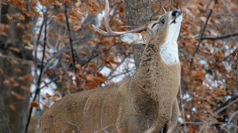 Andrew Patrick Photo/Pexels