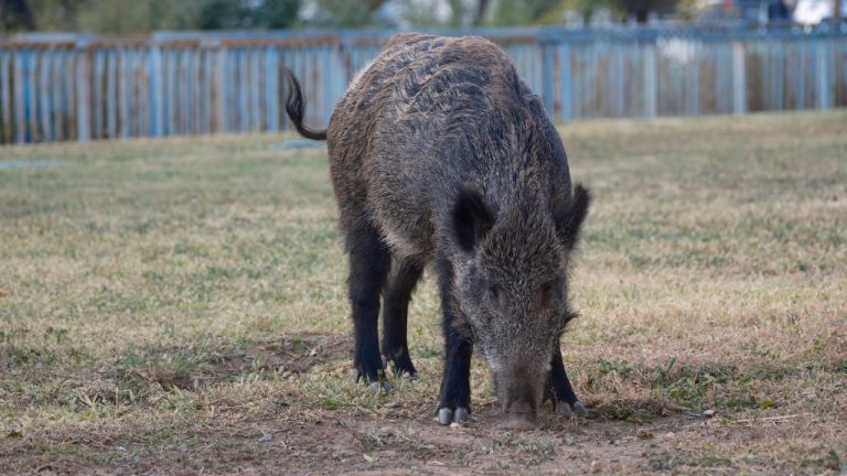 Doğan Alpaslan Demir/Pexels