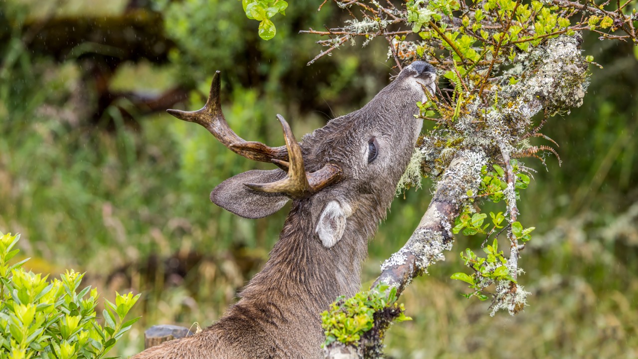 Image Credit: Charles J. Sharp - CC BY-SA 4.0/Wiki Commons