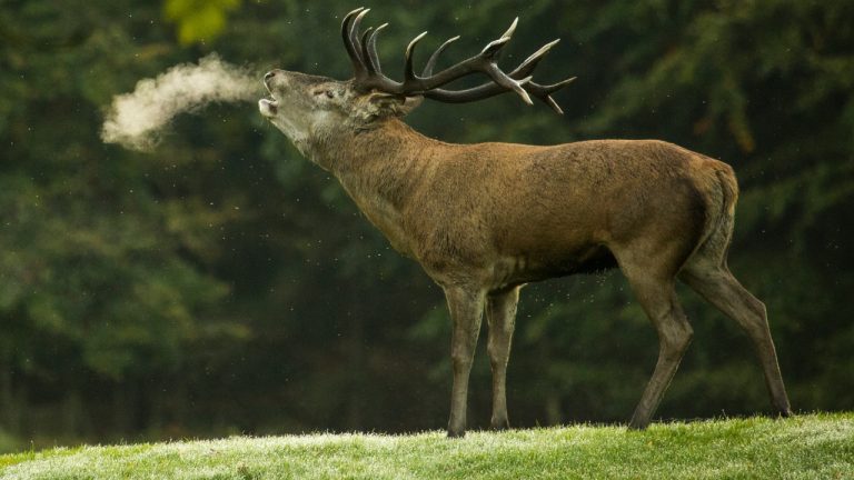 ditakesphotos/Unsplash