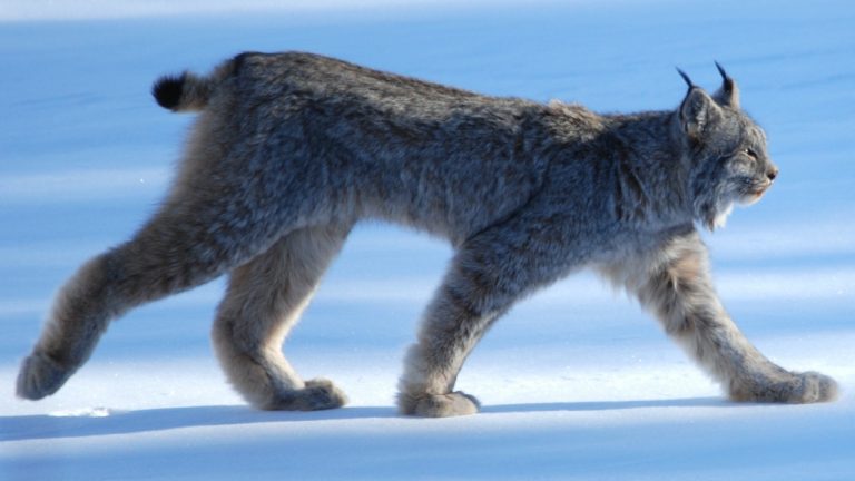 Image Credit: Keith Williams - CC BY 2.0/Wiki Commons