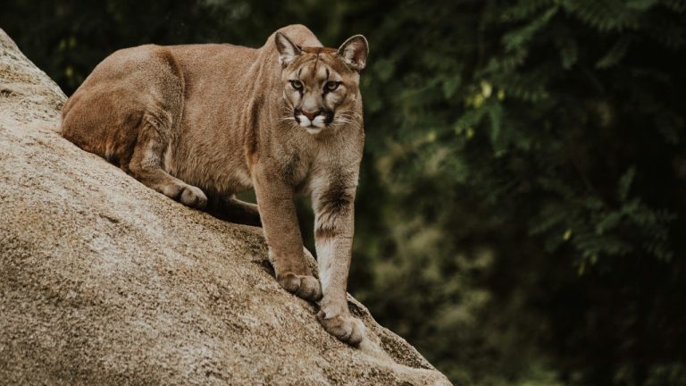 priscilladupreez/Unsplash