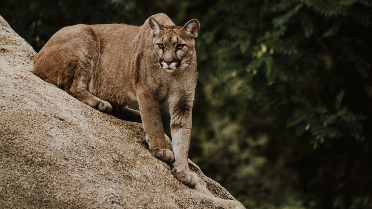 priscilladupreez/Unsplash