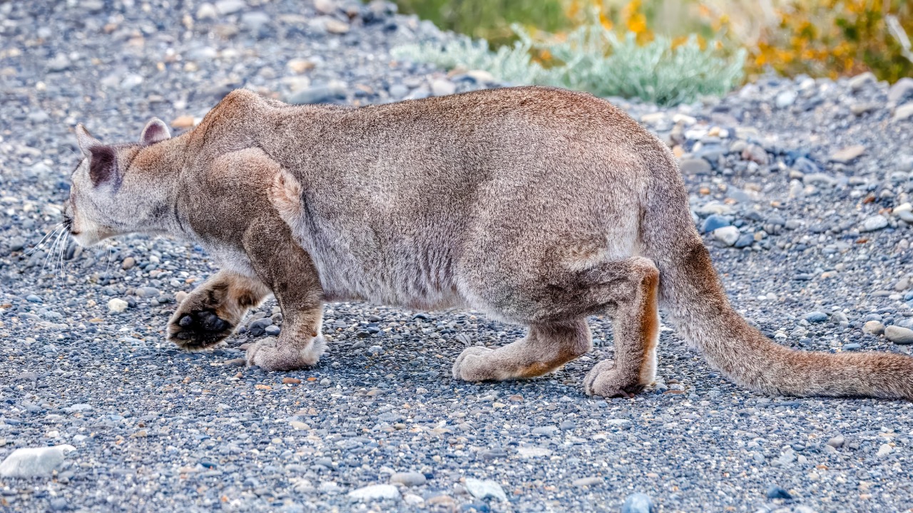 Image Credit: Charles J. Sharp - CC BY-SA 4.0/Wiki Commons