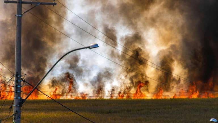 Alexandre P. Junior/Pexels