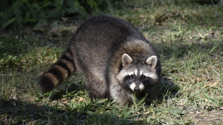 Image Credit: 壽山動物園 Shoushan Zoo - Attribution/Wiki Commons