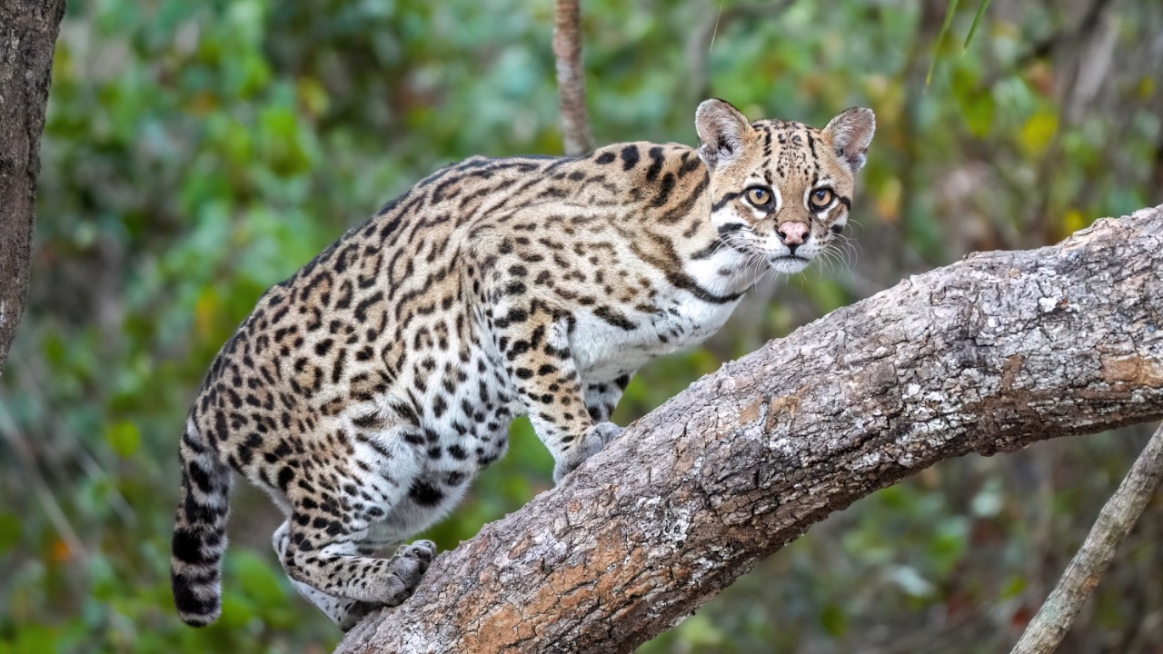 Image Credit: Giles Laurent - CC BY-SA 4.0/Wiki Commons